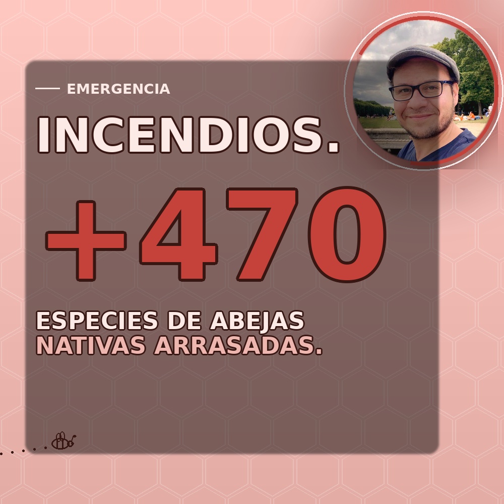 Incendios: Más de 470 especies de abejas nativas arrasadas